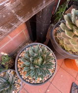 Juan Larios review photo