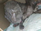 Client v.-.R. review photo