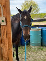 Broadhead Equine review photo