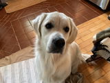 Brigitte review photo