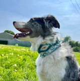 Syska review photo