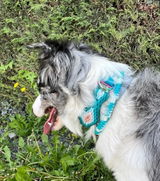 Syska review photo