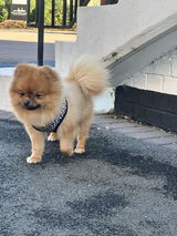 Loly Wing review photo