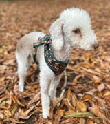 Aimee review photo