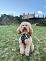 Daisy review photo