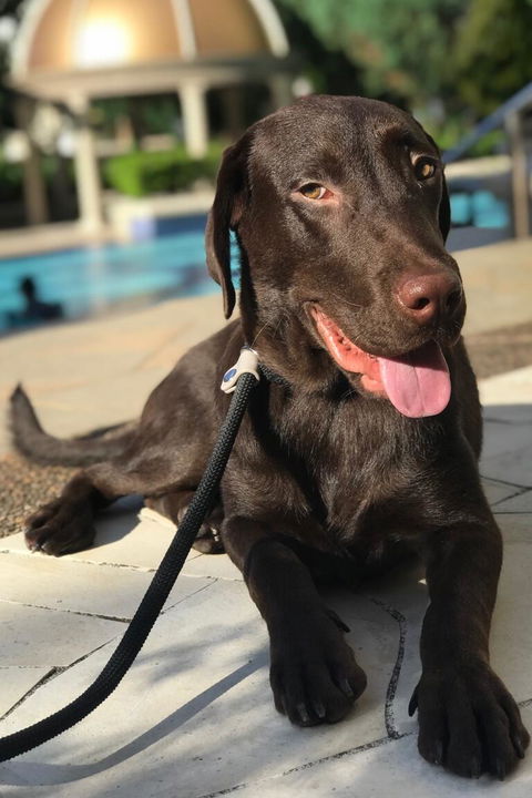 Paw Favor Dog Boarding and Daycare Services