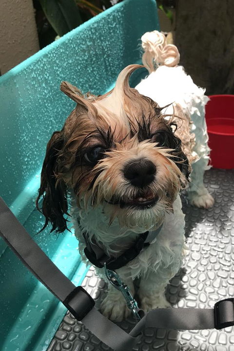 Paw Favor Dog Boarding and Daycare Services