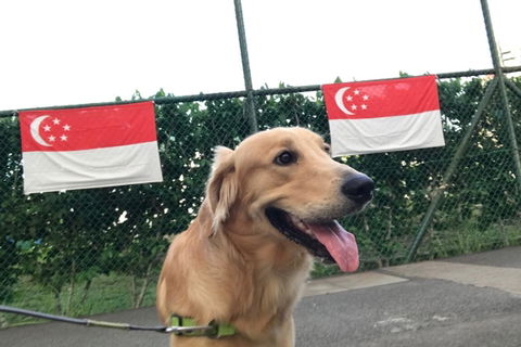 Paw Favor Dog Boarding and Daycare Services
