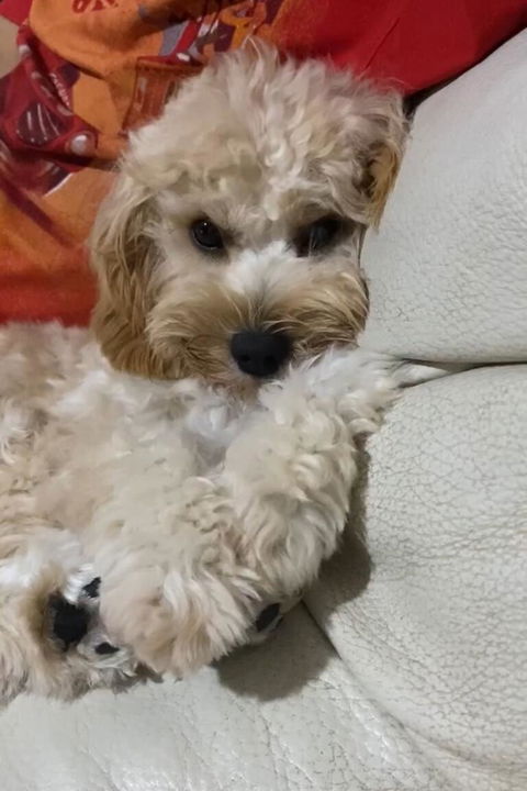 Paw Favor Dog Boarding and Daycare Services