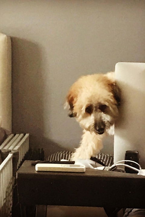 Paw Favor Dog Boarding and Daycare Services