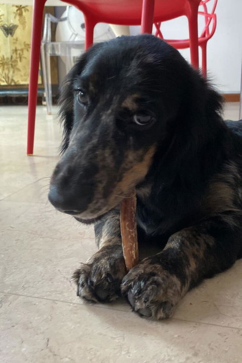 Paw Favor Dog Boarding and Daycare Services