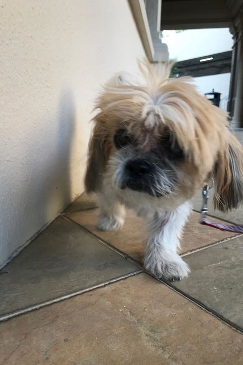 Paw Favor Dog Boarding and Daycare Services