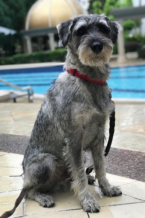Paw Favor Dog Boarding and Daycare Services