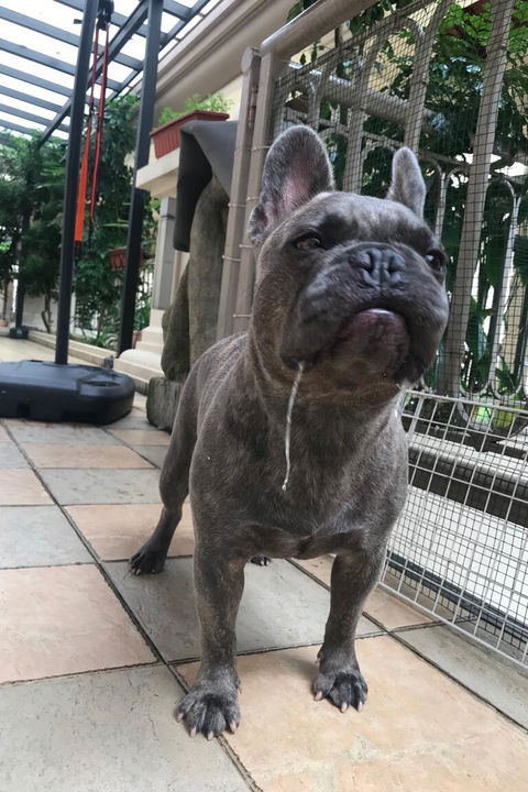 Paw Favor Dog Boarding and Daycare Services