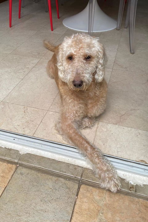 Paw Favor Dog Boarding and Daycare Services