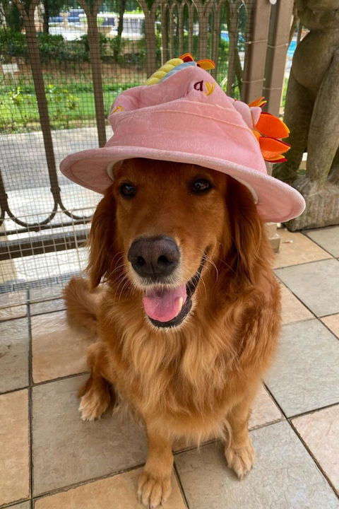 Paw Favor Dog Boarding and Daycare Services