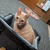 😺** J** 😺** review photo
