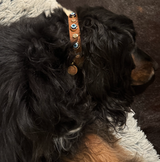 Suede Evil Eye Dog Collar | Cinnamon