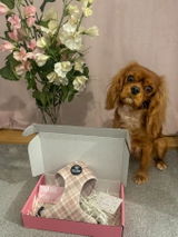 Danni (Nana) review photo