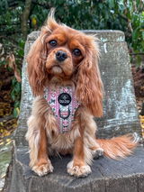 Danni review photo