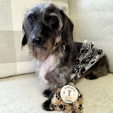 Wirehaired.Winston review photo