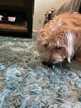 Roscoe review photo