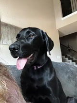 Harlow review photo