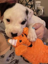 Otto review photo