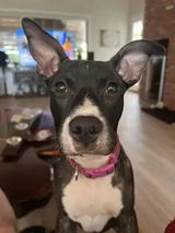 Monique Davis review photo