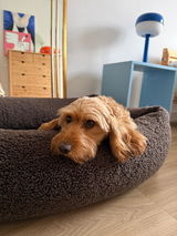 Hundebett SVEN Teddy Braun