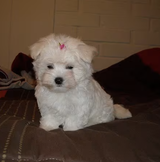 Scarlett review photo