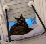 Millie review photo