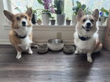 The Florida Corgi Mom review photo