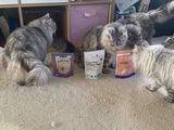 Tassie Customer review photo