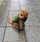 Hamish P. review photo