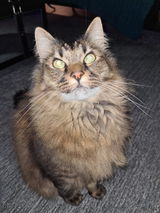 Mrs J.H. review photo