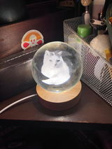 DM Petrillo review photo