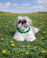 Cooper Austin review photo