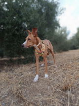 Paqui review photo