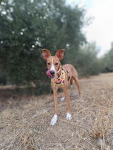 Paqui review photo