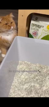 Jaz review photo