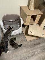 Fennie review photo