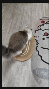 kitty review photo