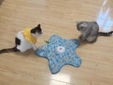 bean_the_cat review photo
