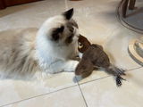 bean_the_cat review photo