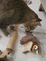 bean_the_cat review photo