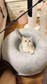 bean_the_cat review photo