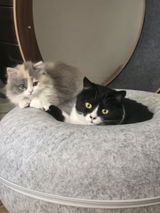 bean_the_cat review photo