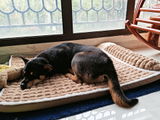 harvey_dogdad review photo