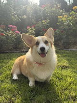corgimum review photo